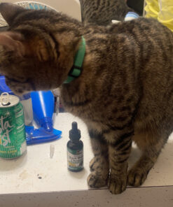 Natures Answer Black Walnut and Wormwood 1 oz 30mL 200mg. Extract, Liquid,promotes digestion,Vegetable Glycerin And Purified Water 34 C1EKzsbrY2S