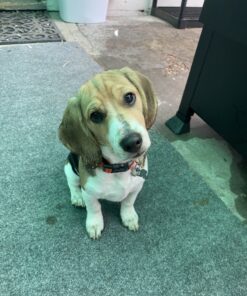 Hill's Science Diet Dry Dog Food, Puppy, Chicken Meal & Barley Recipe, 30 lb. Bag Puppy Dry 30 Pound (Pack of 1) 41 C1ENg6D6EcS