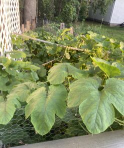 Neptune's Harvest Organic Hydrolized Fish & Seaweed Fertilizer 36 0z 36 Ounce 25 C1FLns7K FS