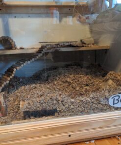 Small Pet Select Premium Small Animal Bedding, Natural Soft Paper Bedding for Small Indoor and Outdoor Pets, Made in USA, Jumbo Size 178 L Pack 37 C1GbSJ5kqfS