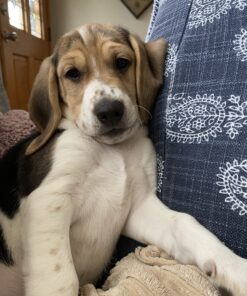 Hill's Science Diet Dry Dog Food, Puppy, Chicken Meal & Barley Recipe, 30 lb. Bag Puppy Dry 30 Pound (Pack of 1) 42 C1H5FxE1LPS