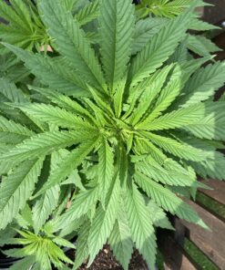 AgroMagen, GrowSafe Bio-Pesticide For Spider, Organic Natural Miticide, Fungicide and Insecticide, (8.5 fl.oz.) 8.5 Fl Oz (Pack of 1) 36 C1H5cIEXlfS