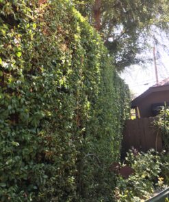 BLACK+DECKER 20V MAX Cordless Hedge Trimmer, 22 Inch Steel Blade, Reduced Vibration, Battery and Charger Included (LHT2220), Orange 39 C1HNF7r9 4S