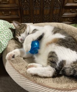 PetSafe Cat Egg-Cersizer Interactive Toy and Meal Dispenser, Use with Food or Treats - PTY00-13747,Blues & Purples Pack of 1 20 C1HceGxuZjS 1