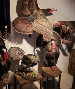 SYLVANIA LED Flood BR30 Light Bulb, 65W=9W, 10 Year, Medium Base, 650 Lumens, Dimmable, 5000K, Daylight - 2 Pack (73956) 65w / Daylight 5000k 2 Count (Pack of 1) 34 C1HoxqCUj6S