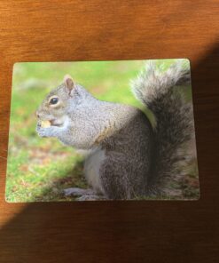 Animal Flash Cards - 50 Educational Flashcards for Children and Adults - Fun Vocabulary Builder Flash Cards for Speech Therapy, ESL, Occupational Therapy, and More Animals 23 C1HyIpOXtlS