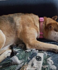 K9 Advantix II Large Dog Vet-Recommended Flea, Tick & Mosquito Treatment & Prevention | Dogs 21 - 55 lbs. | 4-Mo Supply 4 Pack Large Dog only 23 C1LFWTtX4DS