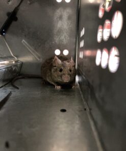 Kness 101-0-002 Ketch-All Mousetrap,Silver 1 TRAP 13 C1LHb9mwbBS