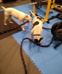 ZENY Exercise Battle Rope 1.5/2 Inch Diameter 30ft/40ft/50ft Length Poly Dacron Workout Exercise Training Rope Core Strength Muscles Building Conditioning Rope Home Gym Equipment 1.5''x30ft 38 C1LZVRU2FOS