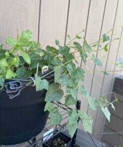 Seed Needs, Cucamelon Seeds - 65 Heirloom Seeds for Planting Melothria scobra - Mexican Sour Gherkin Non-GMO & Untreated, Boasts a Light Citrus Flavor, (2 Packs) 2 Packs (130 Seeds) 40 C1MeIFHELZS