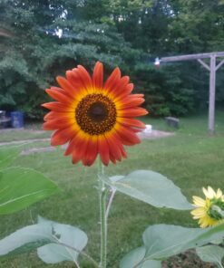 BIG PACK - (1,000+) SUNFLOWER Sunny Sun Flower CRAZY MIX flower Seeds - Non-GMO 41 C1O46MTWB7S