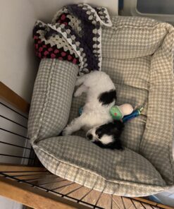 Petstages Orka Mini Dental Dog Chew Toys - 3 Pack Dental Chew 3 Pk 40 C1OETPPYTXS