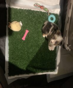 Artificial Grass Puppy Pee Pad for Dogs and Small Pets - 20x25 Reusable 3-Layer Training Potty Pad with Tray - Dog Housebreaking Supplies by PETMAKER Medium 3-Layer System 47 C1PvUm5zZNS