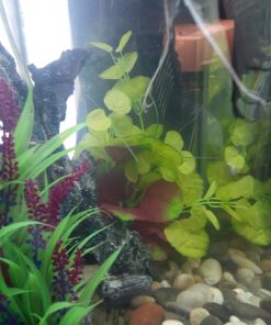 Marina Naturals, Pennywort Silk Plant, Large Fish Tank Decoration, PP103 17 C1QUPXDSh S