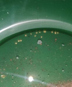 Gold Rush Mining Kit PayDirt-Gold Pan-Vial-Snuffer-Tweezers-Loupe 23 C1QuP4pQbSS