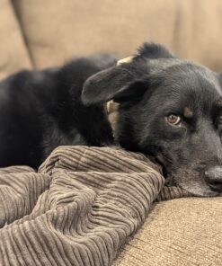 Purina Busy Bone Made in USA Facilities, Long Lasting Small/Medium Breed Adult Dog Chews, Peanut Butter Flavor - 6 ct. Pouch 6 Count (Pack of 1) 28 C1QzWziC8bS