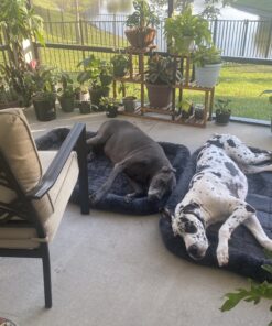 MidWest Homes for Pets 54L-Inch Gray Dog Bed or Cat Bed w/ Comfortable Bolster | Ideal for Giant Dog Breeds (Great Dane / Mastiff) & Fits a 54-Inch Dog Crate Grey 33 C1SfIA6kvpS