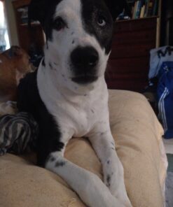 Amazon Brand - Wag Dental Dog Treats to Help Clean Teeth & Freshen Breath - Medium, Unflavored, 36 Count (Pack of 1) 36 Count (Pack of 1) 34 C1TQ0dOgS