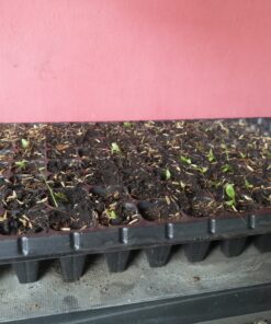 Outsidepride Gerbera Daisy Indoor House Plant or Flower Mix for Outdoor Containers, Pots, Planters, Beds - 100 Seeds 32 C1UDkL4zg0S