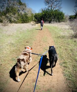 Mighty Paw Dual Dog Leash - Suitable for Two Dogs - Leash for 2 Dogs No Tangle - Leash Splitter - Large and Small Dog Compatible - Dual Leash Attachment - Double Clip Dog Leash Coupler - Dog Splitter Double Leash Standard | Dogs 30+ lbs 41 C1UZohGaTTS