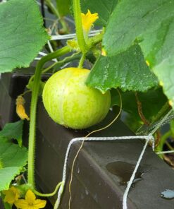 Lemon Cucumber Seeds for Planting,125+ Heirloom Seeds Per Packet, (Isla's Garden Seeds), Non GMO Seeds, Botanical Name: Cucumis sativus 'Lemon', Great Gift for Home Garden 23 C1UljDTNVpS