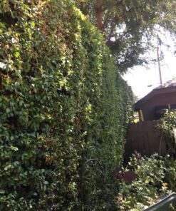 BLACK+DECKER 20V MAX Cordless Hedge Trimmer, 22 Inch Steel Blade, Reduced Vibration, Battery and Charger Included (LHT2220), Orange 40 C1V0mUReWjS