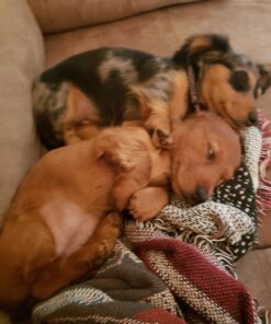 KONG - Puppy Teething Stick - Teeth Cleaning Dog Chew Toy (Assorted Colors) - for Small Puppies Standard Packaging 27 C1WCCe1LwIS