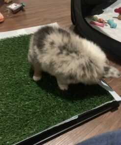 Artificial Grass Puppy Pee Pad for Dogs and Small Pets - 20x25 Reusable 3-Layer Training Potty Pad with Tray - Dog Housebreaking Supplies by PETMAKER Medium 3-Layer System 48 C1XqXOHKRdS