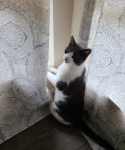 Coastal Pet Safari - Cat Self-Cleaning Slicker Brush - Cat Grooming Supplies Pack of 1 40 C1XyvmloxHS