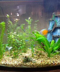 6 Plant Species Live Aquatic Plants Package - Microsorum Java Fern, Amazon, Moneywort and More! 37 C1YuOWfumVS