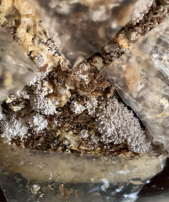 Organic Blue Oyster Mushroom Growing Kit 52 C1ZVNfIEncS