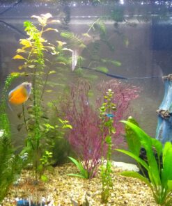 6 Plant Species Live Aquatic Plants Package - Microsorum Java Fern, Amazon, Moneywort and More! 38 C1aX8M6QUyS