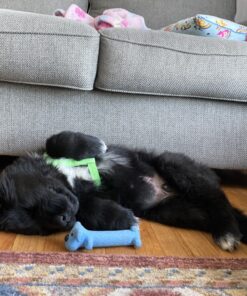 Microfiber Spray Mop Replacement Heads for Wet/Dry Mops Compatible with Bona Floor Care System (5 Pack) Blue 28 C1ar 3UBpQS