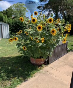 Seed Needs, Firecracker Sunflower (Helianthus annuus) Twin Pack of 85 Seeds Each 35 C1bra7h rSS