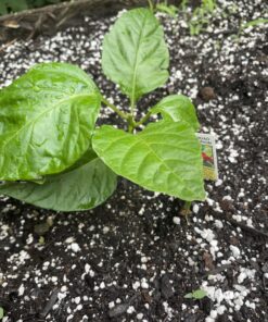 AgroMagen, GrowSafe Bio-Pesticide For Spider, Organic Natural Miticide, Fungicide and Insecticide, (8.5 fl.oz.) 8.5 Fl Oz (Pack of 1) 44 C1ctldCTCaS