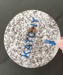 Katchy Indoor Insect Trap - Catcher & Killer for Mosquitos, Gnats, Moths, Fruit Flies - Non-Zapper Traps for Inside Your Home - Catch Insects Indoors with Suction, Bug Light & Sticky Glue (White) Original White 36 C1dlMvTAxiS