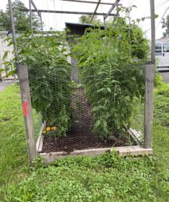 Neptune's Harvest Organic Hydrolized Fish & Seaweed Fertilizer 36 0z 36 Ounce 27 C1dx2t3mCbS