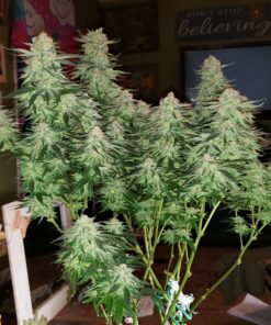 BESTVA 2024 Newest Upgrade 2000W Led Grow Light with High Yield Diodes Full Spectrum LED Grow Lights for Indoor Plants Greenhouse Veg Bloom Light Hydroponic Grow Lamp 55 C1dzgJ7SXTS