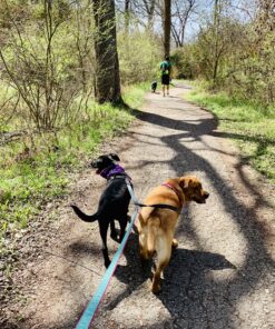 Mighty Paw Dual Dog Leash - Suitable for Two Dogs - Leash for 2 Dogs No Tangle - Leash Splitter - Large and Small Dog Compatible - Dual Leash Attachment - Double Clip Dog Leash Coupler - Dog Splitter Double Leash Standard | Dogs 30+ lbs 42 C1e2dvJ9VLS