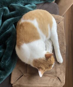 K&H Pet Products Self-Warming Crate Pad, Warming Dog Crate Bed, Machine Washable Dog Crate Mat, Mocha X-Small 14 x 22 Inches 22.0"L x 14.0"W x 1.0"Th 52 C1e9IFicLJS