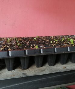 Outsidepride Gerbera Daisy Indoor House Plant or Flower Mix for Outdoor Containers, Pots, Planters, Beds - 100 Seeds 33 C1edH6cXv2S