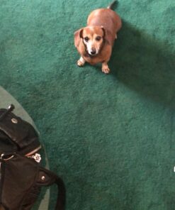 DreamBone Small Chews, Treat Your Dog to a Chew Made with Real Meat and Vegetables 21 C1fHUPXqkS