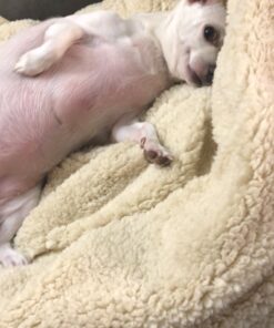 DreamBone Small Chews, Treat Your Dog to a Chew Made with Real Meat and Vegetables 22 C1fQgf6hwS