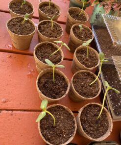 Mammoth Grey Stripe Sunflower Flower Seeds, 50+ Heirloom Seeds Per Packet, (Isla's Garden Seeds), Non GMO Seeds, Botanical Name: Helianthus annuus 26 C1fuA8QuyIS