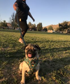 Amazon Basics Dog Poop Bags With Dispenser and Leash Clip, Brazilian Mango Scented, 270 Count, 18 Pack of 15, 13 Inch x 9 Inch 270 Bags 30 C1hqLoEr3pS