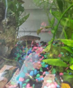 SunSun JUP-01 9W UV Sterilizer Submersible Filter Pump 66 C1imzFv2N0S