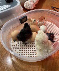 HBlife Digital Egg Incubator for Hatching 9-12 Chicken, Quail and Duck Eggs, with Fully Automatic Egg Turning and Temperature Display, Hatcher for Turkeys, Birds, Parrots and Poultry 58 C1ioYULA0S