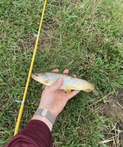 Eagle Claw PK56TS Pack-It Spin Combo Telescopic Rod (1 Piece), Yellow, 5-Feet 6-Inch 23 C1jHW1d7FsS