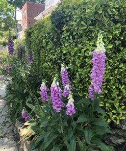 8,000 Foxglove Mix Seeds (Digitalis Purpurea) - by Seeds2Go 17 C1jeC4ZjnnS