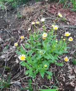 6000 Creeping Daisy Seeds - Annual, Full Sun Daisy 11 C1kq6DrX6S